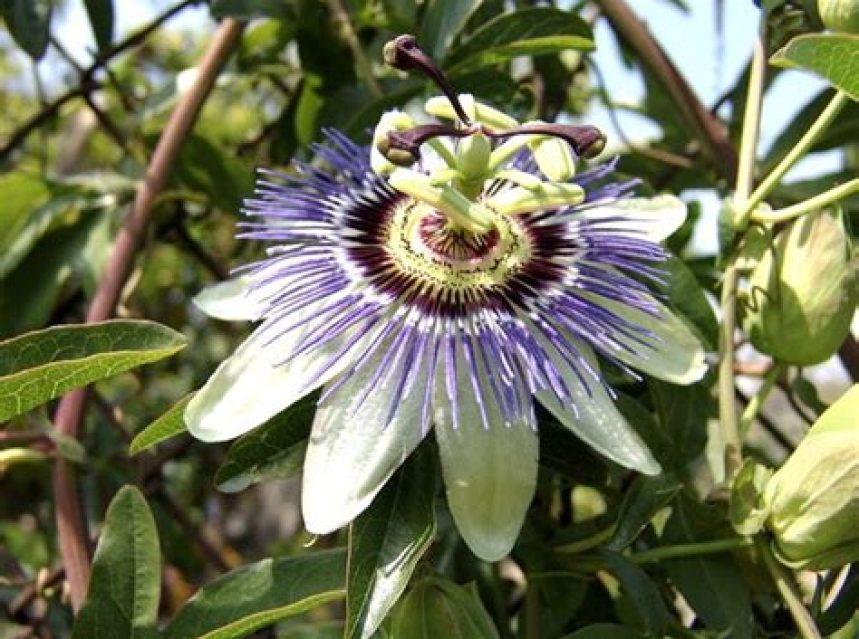 The Ultimate Guide to Growing Passiflora Caerulea in Your Garden